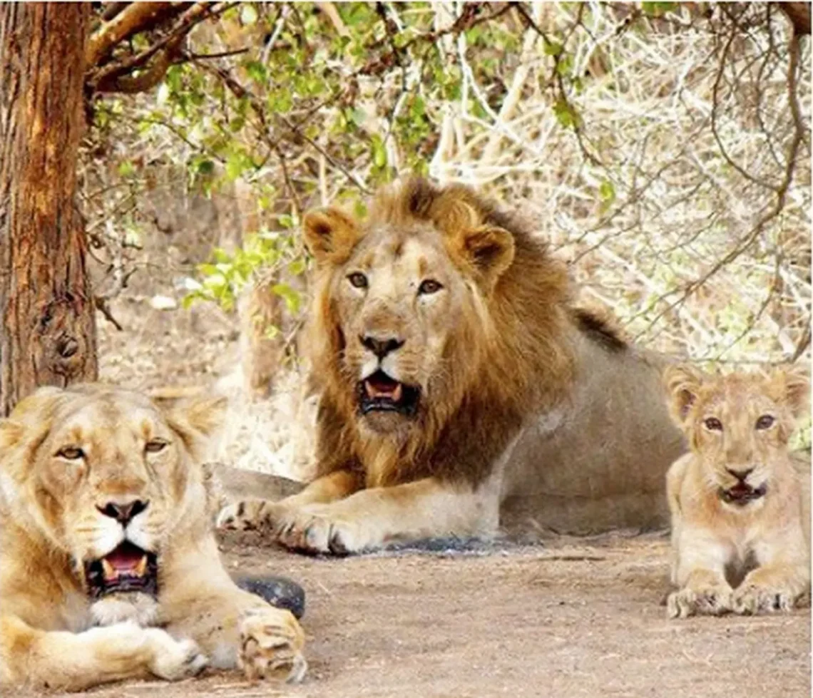 ગીરના જંગલમાં જોવા મળતો એશિયાટિક સિંહ