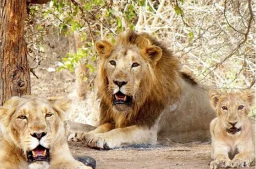 ગીરના જંગલમાં જોવા મળતો એશિયાટિક સિંહ